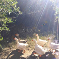 xiexie『XIEXIE / 33』LP