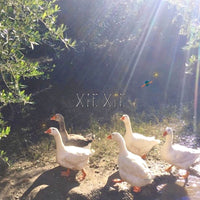 xiexie『XIEXIE / 33』CD(Expanded Edition)